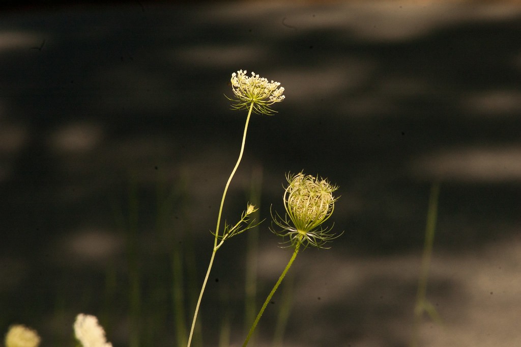 Soligor 200mm f3.5 — ตัวอย่าง 2