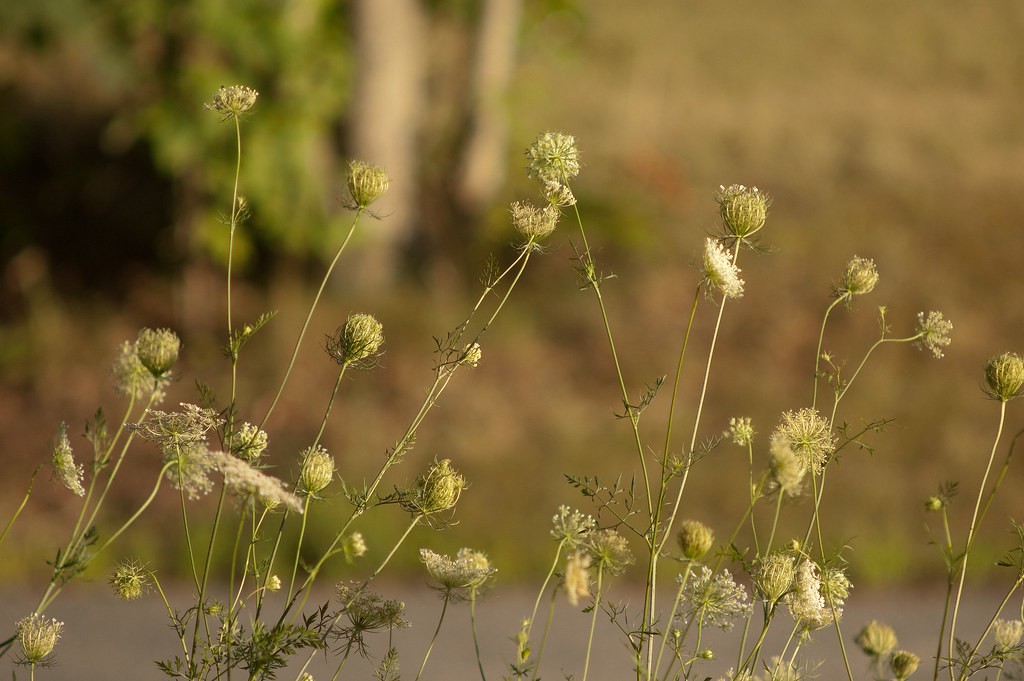 Soligor 200mm f3.5 — ตัวอย่าง 6