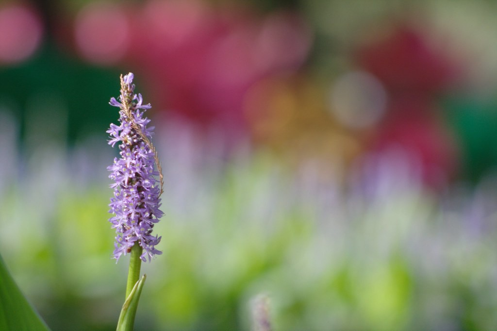 Tele-Lentar 200mm f4.5  — ตัวอย่าง 3