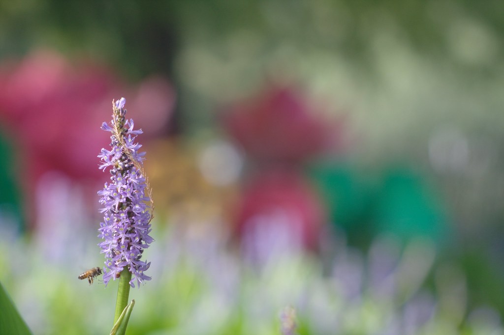 Tele-Lentar 200mm f4.5 