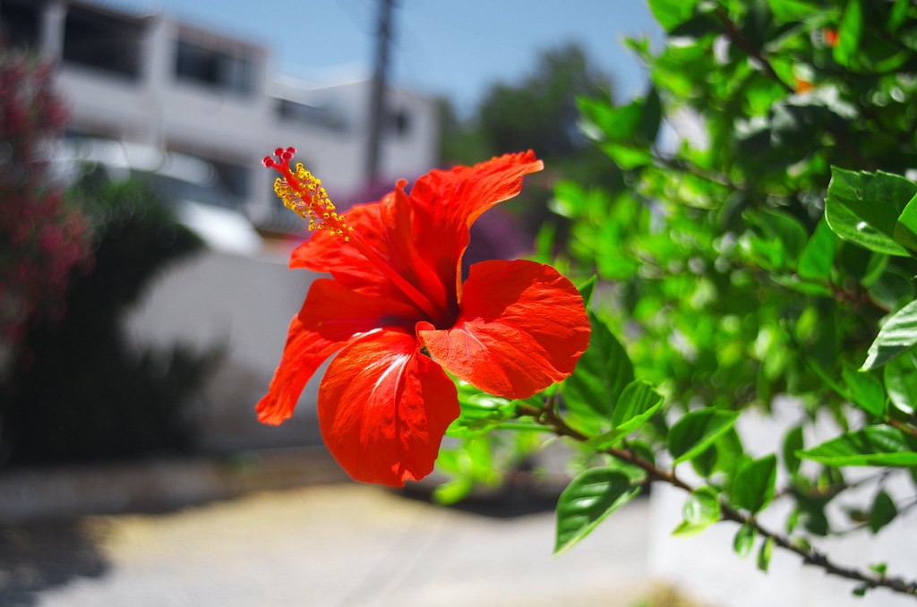 Pentacon 30mm f3.5
