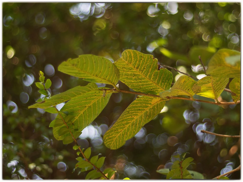 Zenit 50mm f1.8 — ตัวอย่าง 2