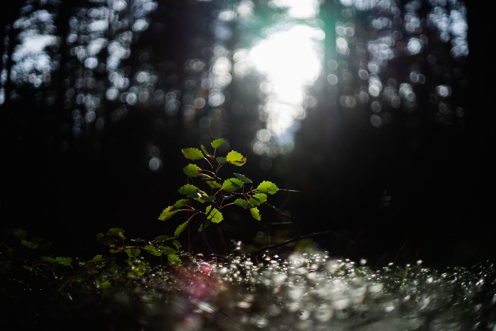 Konica HEXANON 52mm f1.8 — ตัวอย่าง 3