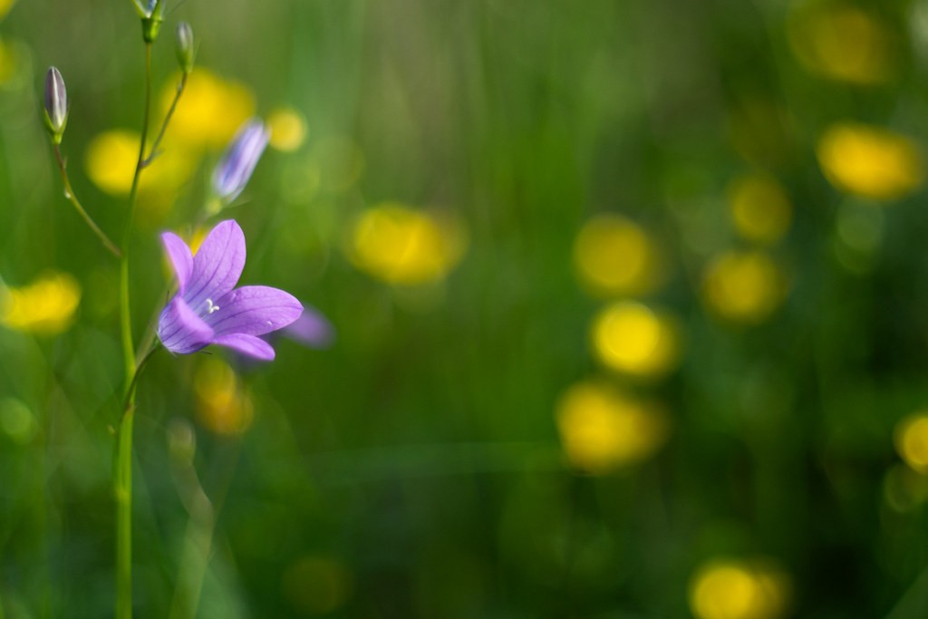 Konica HEXANON 52mm f1.8 — ตัวอย่าง 2