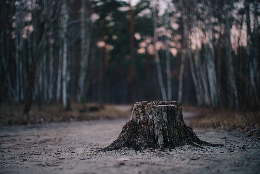 Rikenon 50mm f2 — ตัวอย่าง 2
