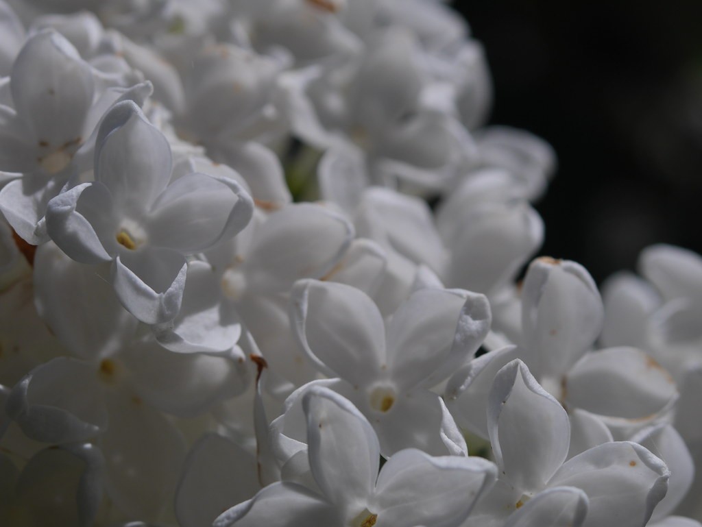 Tamron 80-210mm f3.8 — ตัวอย่าง 3