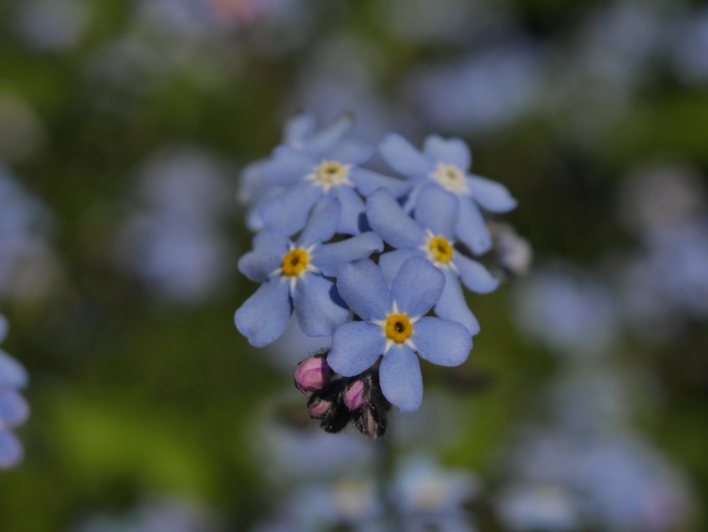 Tamron 80-210mm f3.8 — ตัวอย่าง 4