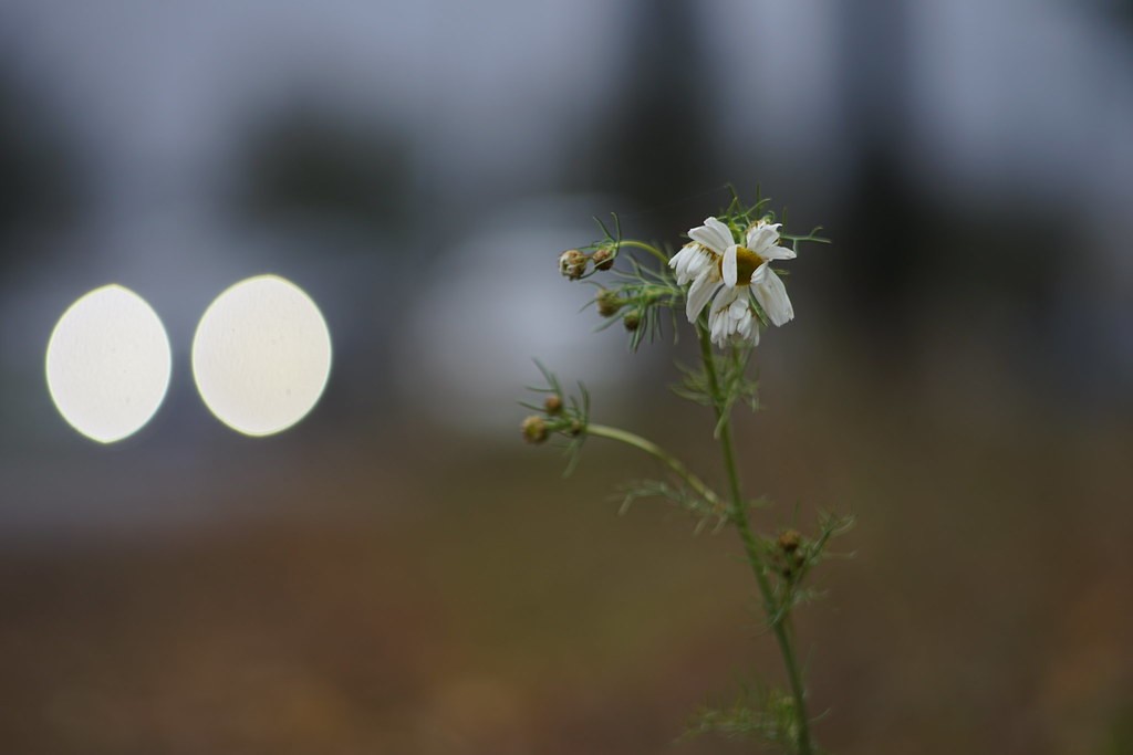 Chinon 135mm f2.8 — ตัวอย่าง 6