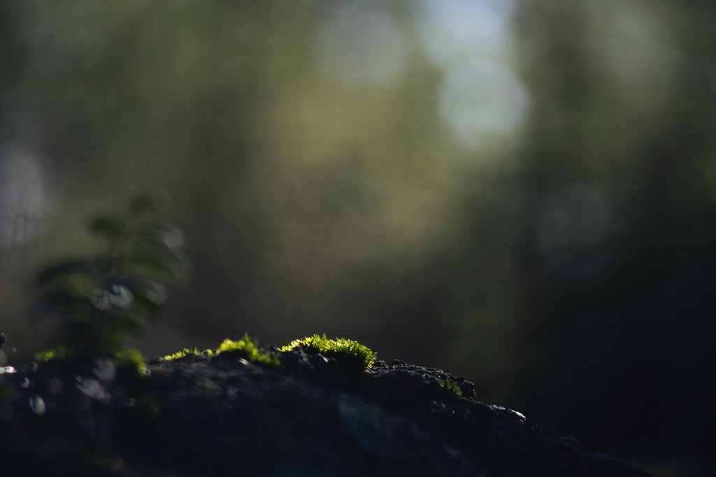 Chinon 135mm f2.8
