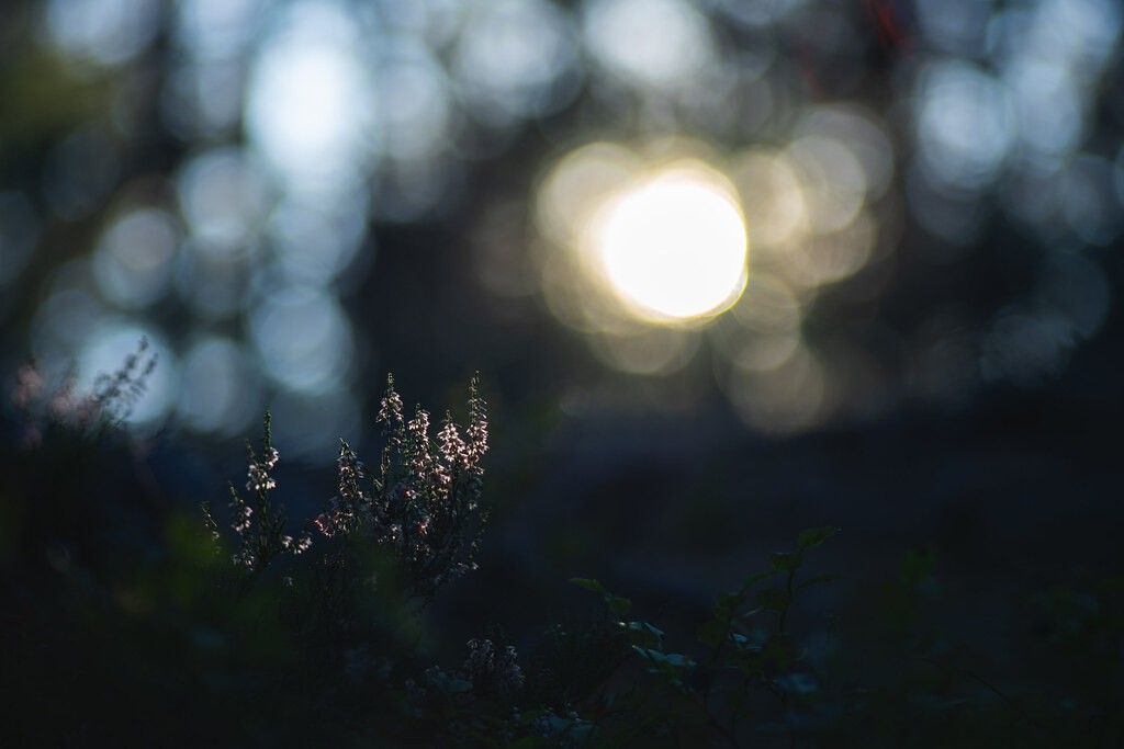 Chinon 135mm f2.8 — ตัวอย่าง 3