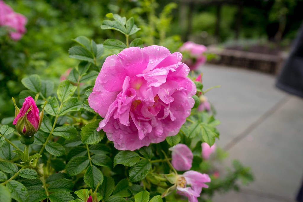 มินอลต้า Minolta 28-70mm f3.5
