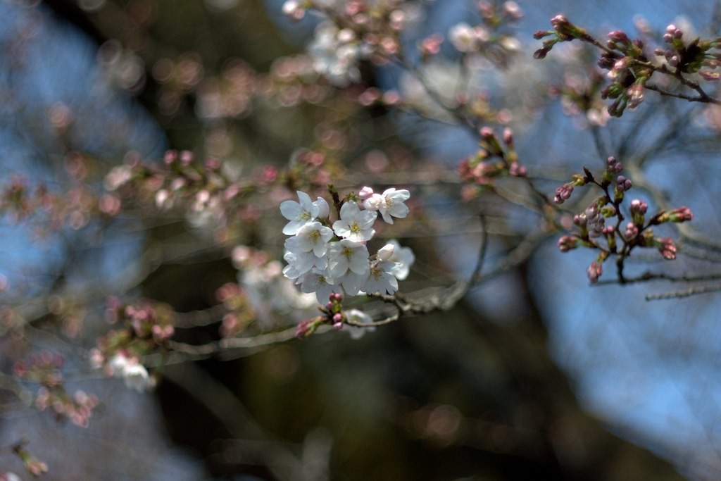 มามิย่า 55mm f1.8